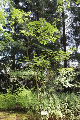 Broussonetia papyrifera - papírovník čínský - celek